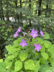 Phlox glaberrima