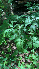 Actaea racemosa
