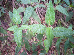 Aristeguietia glutinosa