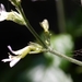 Gymnostachyum pubescens - Photo (c) Dinesh Valke, algunos derechos reservados (CC BY-SA)