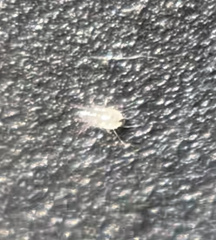 Thyreophagus entomophagus