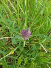 Trifolium purpureum