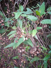 Aristeguietia glutinosa