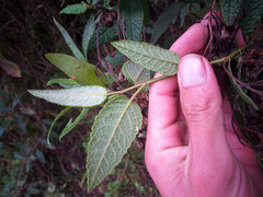Aristeguietia glutinosa