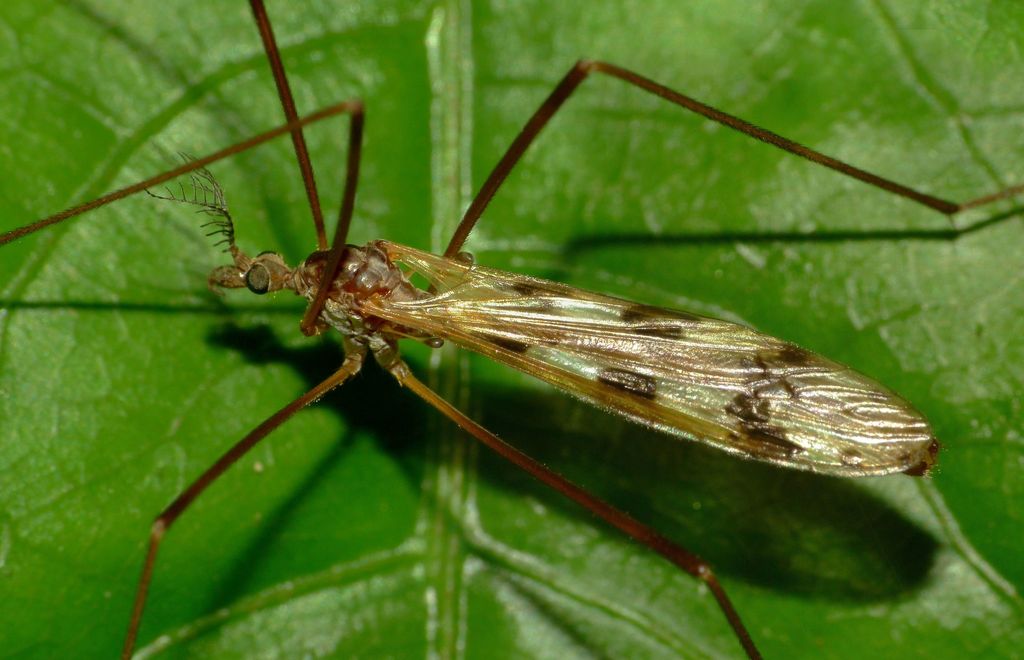 Gynoplistia notata