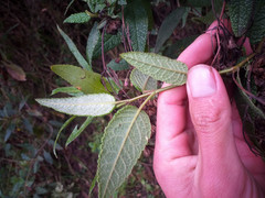 Aristeguietia glutinosa