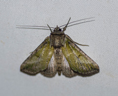 Alcis semialba