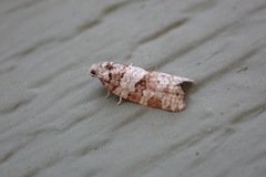 Argyrotaenia provana