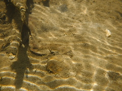 Etheostoma stigmaeum