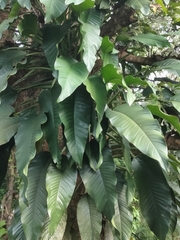 Epipremnum giganteum