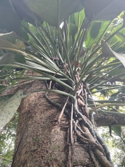 Epipremnum giganteum