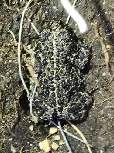 iNaturalist observation photo of Yosemite Toad