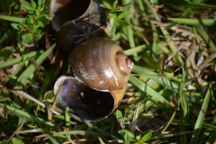 Pomacea paludosa