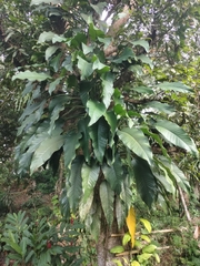 Epipremnum giganteum