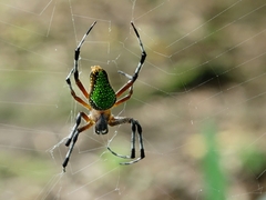 Eriophora nephiloides