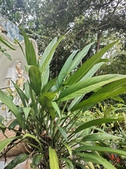 Epipremnum giganteum