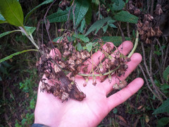 Aristeguietia glutinosa