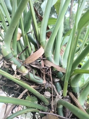 Epipremnum giganteum