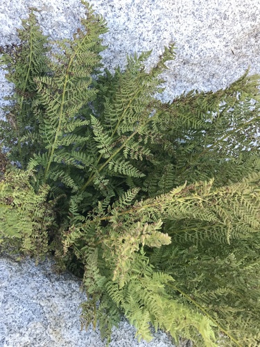 Honeymoon Lake Spur