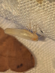 Neocenchrea heidemanni