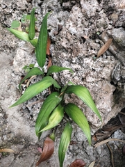 Epipremnum giganteum