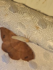 Neocenchrea heidemanni