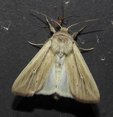 Leucania phragmitidicola