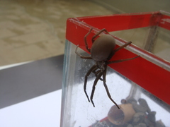 Kukulcania hibernalis