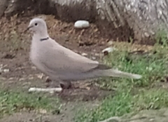 Streptopelia decaocto