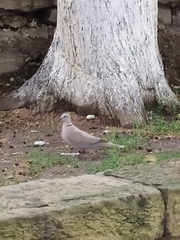 Streptopelia decaocto