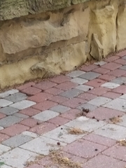 Streptopelia decaocto