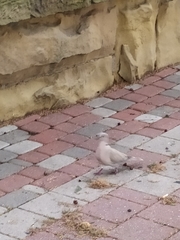 Streptopelia decaocto