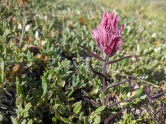 Castilleja raupii