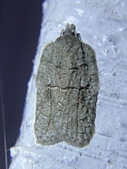 Acleris placidana