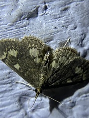 Anania coronata