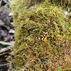 Haplocladium microphyllum
