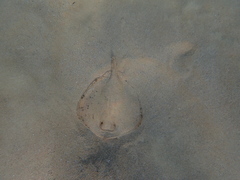 Trygonoptera testacea