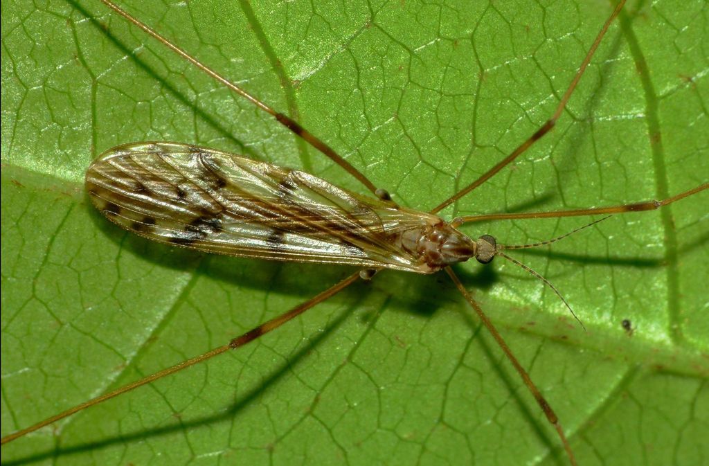 Zelandotipula