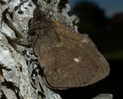 Erebia mancinus