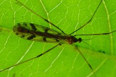 Austrolimnophila atripes