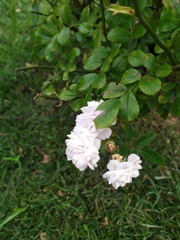 Rosaceae