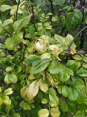 Rosaceae