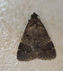 Hydrillodes dimissalis