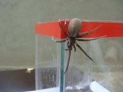 Kukulcania hibernalis