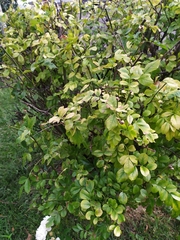 Rosaceae
