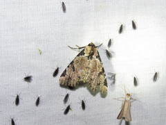 Stibaera thyatiroides