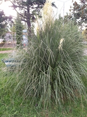 Cortaderia selloana