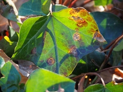 Colletotrichum trichellum