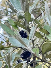Pittosporum crassifolium