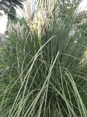 Cortaderia selloana